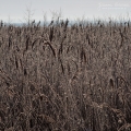 086_Biebrza - marzec 2013